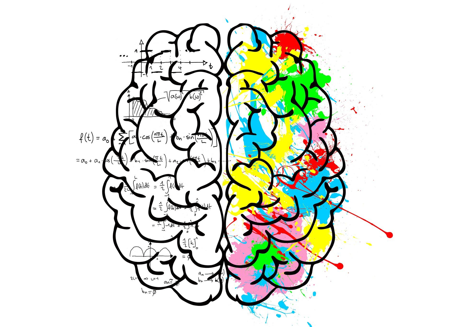 brain illustration creativity, logic 